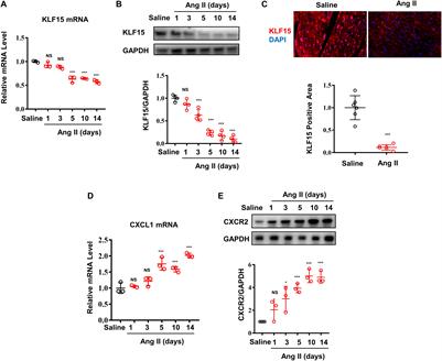 Krüppel-Like Factor 15 Modulates CXCL1/CXCR2 Signaling-Mediated Inflammatory Response Contributing to Angiotensin II-Induced Cardiac Remodeling